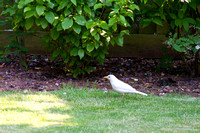 White blackbird spotted in our garden 27 May 2012