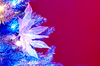 Christmas Tree flower