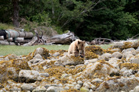 Grizzly, Knight Inlet, BC
