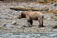 Grizzly Bears, Knight Inlet, BC