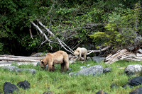 Grizzlies, Knight Inlet, BC