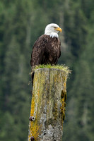 Bald Eagle, Knight Inlet, BC