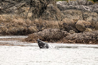 California gray whale, nr. Tofino, BC