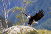 Bald Eagle, Knight Inlet, BC