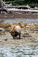 Grizzly, Knight Inlet, BC