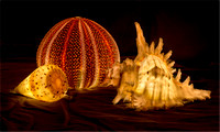 Illuminated shells