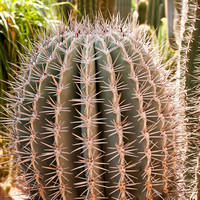 Majorelle Gardens, Marrakech