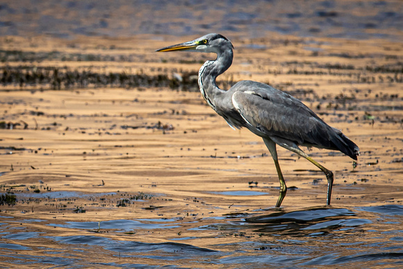 A Heron on the Nile