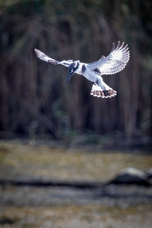 A Kingfisher on the Nile
