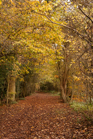 Autumn